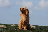 BASSET FAUVE DE BRETAGNE 006